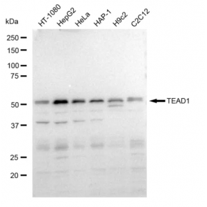 LifeSab™ KD-Validated TEAD1 Rabbit mAb (20 μl)