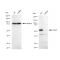 LifeSab™ KD-Validated TEAD1 Rabbit mAb (20 μl)