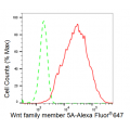 LifeSab™ KD-Validated WNT5A Rabbit mAb (20 μl)