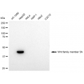 LifeSab™ KD-Validated WNT5A Rabbit mAb (20 μl)