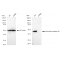 LifeSab™ KD-Validated WNT5A Rabbit mAb (20 μl)