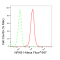 LifeSab™ KD-Validated NFKB1 Rabbit mAb (20 μl)