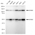 LifeSab™ KD-Validated NFKB1 Rabbit mAb (20 μl)