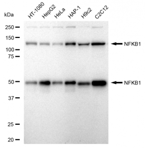 LifeSab™ KD-Validated NFKB1 Rabbit mAb (20 μl)