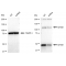 LifeSab™ KD-Validated NFKB1 Rabbit mAb (20 μl)