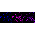 LifeSab™ KD-Validated Grp75 Rabbit mAb (20 μl)