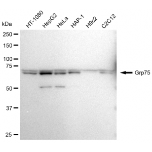 LifeSab™ KD-Validated Grp75 Rabbit mAb (20 μl)