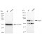 LifeSab™ KD-Validated Grp75 Rabbit mAb (20 μl)