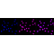 LifeSab™ KD-Validated KAT7 Rabbit mAb (20 μl)