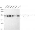 LifeSab™ KD-Validated KAT7 Rabbit mAb (20 μl)