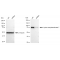 LifeSab™ KD-Validated KAT7 Rabbit mAb (20 μl)