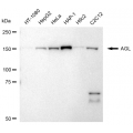 LifeSab™ KD-Validated AGL Rabbit mAb (20 μl)