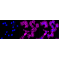 LifeSab™ KD-Validated ARPC2 Rabbit mAb (20 μl)