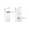 LifeSab™ KD-Validated ARPC2 Rabbit mAb (20 μl)