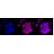 LifeSab™ KD-Validated CLP1 Rabbit mAb (20 μl)