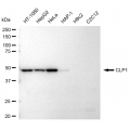 LifeSab™ KD-Validated CLP1 Rabbit mAb (20 μl)