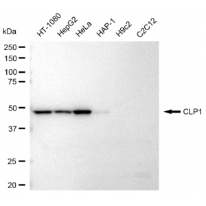 LifeSab™ KD-Validated CLP1 Rabbit mAb (20 μl)