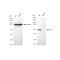 LifeSab™ KD-Validated CLP1 Rabbit mAb (20 μl)