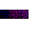 LifeSab™ KD-Validated DES Rabbit mAb (20 μl)