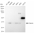 LifeSab™ KD-Validated DES Rabbit mAb (20 μl)