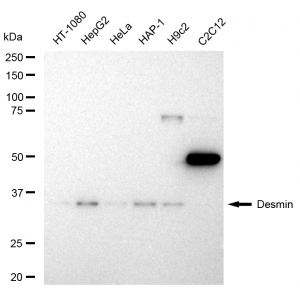 LifeSab™ KD-Validated DES Rabbit mAb (20 μl)