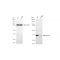 LifeSab™ KD-Validated DES Rabbit mAb (20 μl)