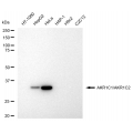 LifeSab™ KD-Validated AKR1C1/2 Rabbit mAb (20 μl)