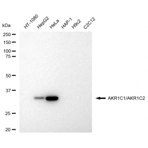 LifeSab™ KD-Validated AKR1C1/2 Rabbit mAb (20 μl)