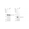 LifeSab™ KD-Validated AKR1C1/2 Rabbit mAb (20 μl)