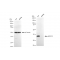 LifeSab™ KD-Validated AKR1C1/2 Rabbit mAb (20 μl)