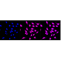 LifeSab™ KD-Validated AMBP Rabbit mAb (20 μl)