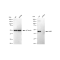 LifeSab™ KD-Validated AMBP Rabbit mAb (20 μl)