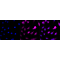 LifeSab™ KD-Validated AP2M1 Rabbit mAb (20 μl)