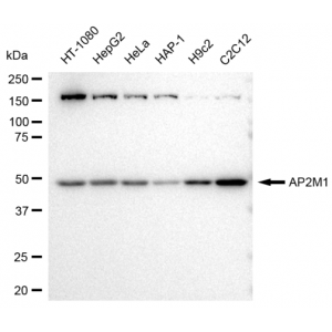 LifeSab™ KD-Validated AP2M1 Rabbit mAb (20 μl)