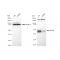 LifeSab™ KD-Validated AP2M1 Rabbit mAb (20 μl)