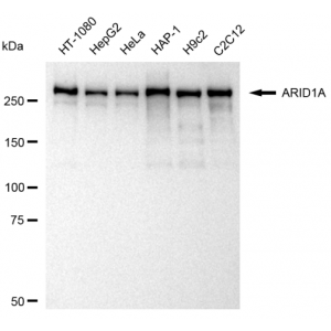 LifeSab™ KD-Validated ARID1A Rabbit mAb (20 μl)