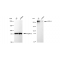 LifeSab™ KD-Validated ARID1A Rabbit mAb (20 μl)