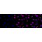 LifeSab™ KD-Validated ATG4B Rabbit mAb (20 μl)