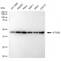 LifeSab™ KD-Validated ATG4B Rabbit mAb (20 μl)