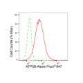 LifeSab™ KD-Validated ATP5B Rabbit mAb (20 μl)