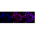 LifeSab™ KD-Validated CASP2 Rabbit mAb (20 μl)