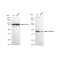 LifeSab™ KD-Validated CASP2 Rabbit mAb (20 μl)