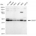 LifeSab™ KD-Validated CDC37 Rabbit mAb (20 μl)