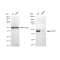 LifeSab™ KD-Validated CDC37 Rabbit mAb (20 μl)