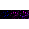 LifeSab™ KD-Validated CSPG4 Rabbit mAb (20 μl)