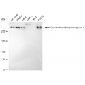 LifeSab™ KD-Validated CSPG4 Rabbit mAb (20 μl)