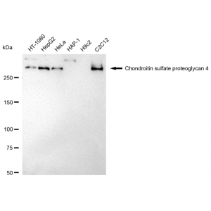 LifeSab™ KD-Validated CSPG4 Rabbit mAb (20 μl)