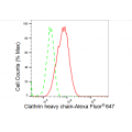 LifeSab™ KD-Validated CLTC Rabbit mAb (20 μl)