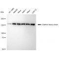 LifeSab™ KD-Validated CLTC Rabbit mAb (20 μl)