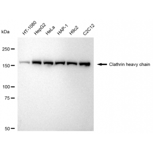 LifeSab™ KD-Validated CLTC Rabbit mAb (20 μl)